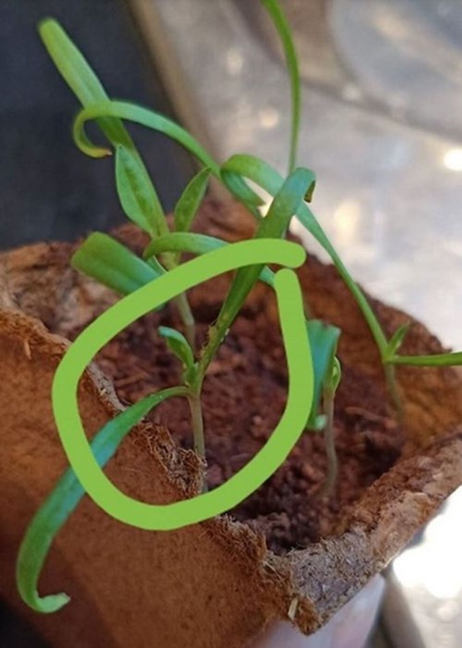 The tiny green critters can be seen on the base of the Discovery Garden plant sprout. Image: Facebook