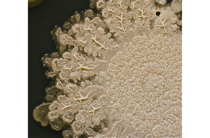 Image: Microbe World