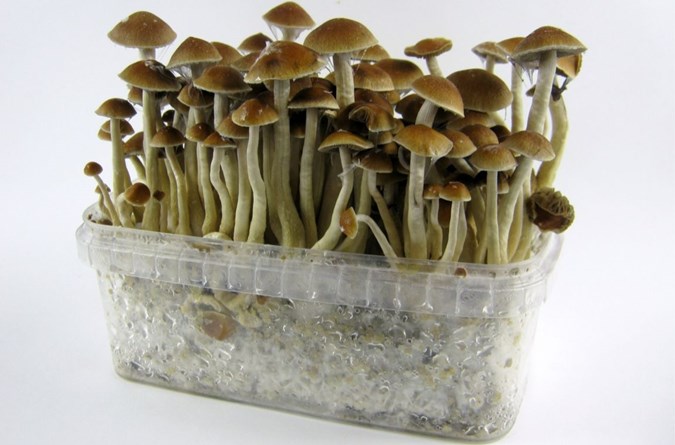 Stock image of Magic Mushrooms. Image: Getty