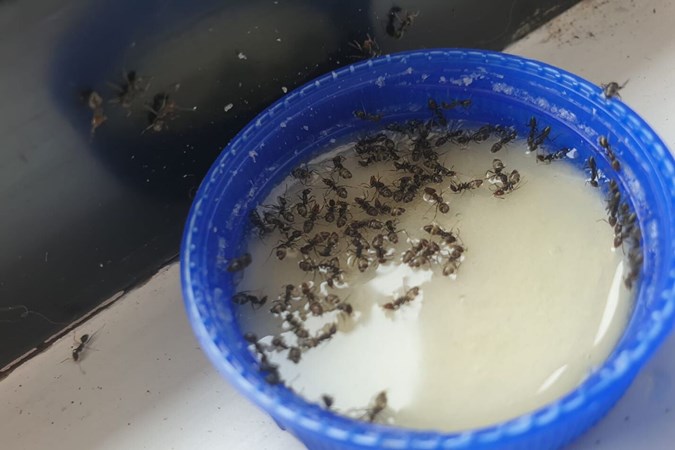 The ants can't get enough of the home remedy syrup.