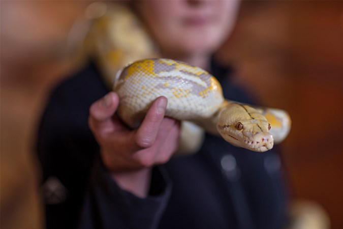 Snakes don't have eyelids! (Image: Getty)