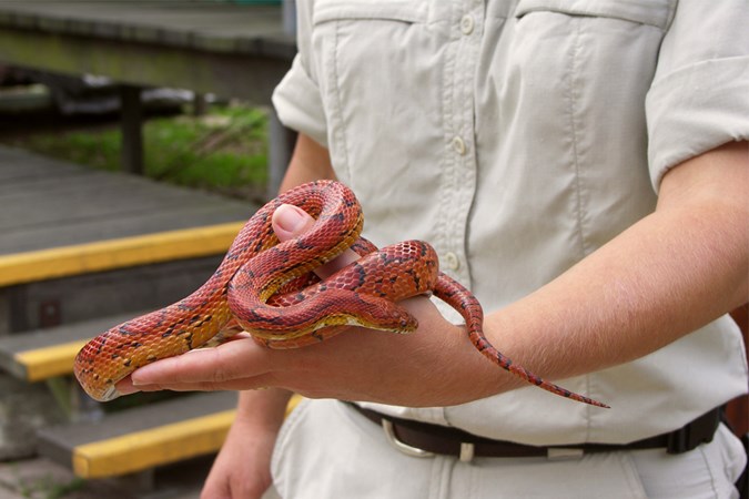The majority of snakes found in Australia are venomous snakes (Image: Getty)
