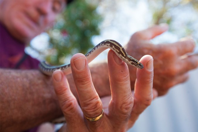 Snakes are a cool, unique and sometimes misunderstood reptile (Image: Getty)