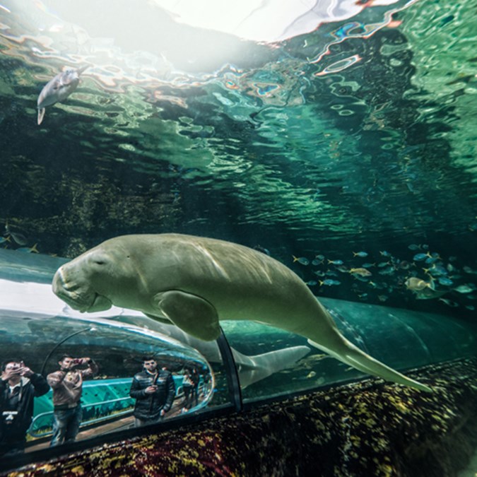 Sea Life Sydney Aquarium Review | Practical Parenting Australia