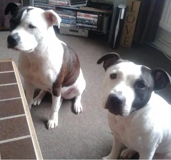These dogs are believed to be the ones who attacked Reuben/Facebook